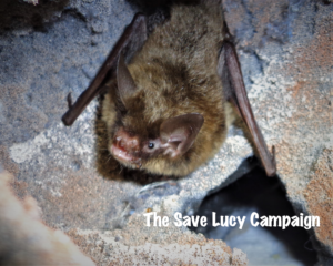 A photograph of an adorable Northern Long-Ear that spent time at Save Lucy.
