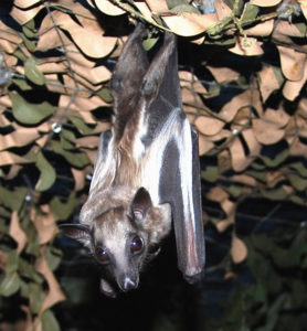 A photograph of Bootsana a straw colored fruit bat who lives at Bat World Sanctuary.