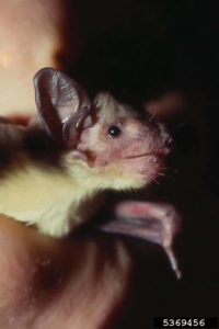 A photograph of a yellow house bat 