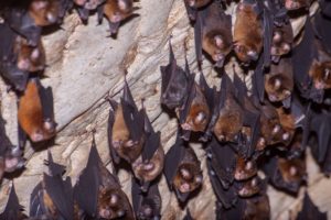 A photograph of a colony of Fawn leaf nose bats hanging in a cave. Photo by Dave Bennett.