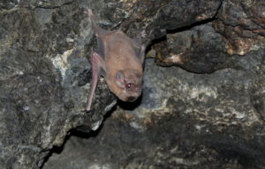 A photograph of a male black-bearded tomb bat showing his black beard, which is black fur under his chin.
