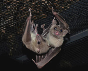 A photograph of Egyptian fruits bats Peekaboo and Boo 2 hanging together at Bat World Sanctuary.