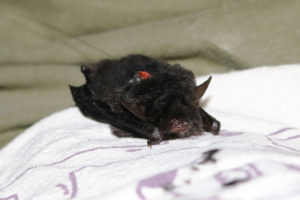 A photograph of an endangered Yanburu whiskered bat from the Japan Times. The bat is wearing a radio tracker.