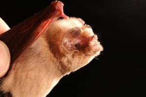 A photo of a lovely ghost faced bat, Mormoops megalophylla. Photo by AlexBorisenko, Biodiversity Institute of Ontario