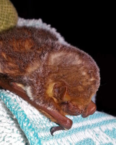 A photograph of a fluffy Seminole bat that stayed at Save Lucy in 2014.