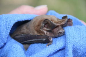 A phtograph of the face of A beautiful and very rare Florida bonneted bat. Photo by Gary Morse of Florida Fish & Wildlife Commission.