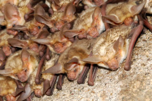 A photograph of a roosting colony of pallid bats. Some are looking at the camera.