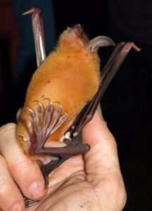 A photograph of the greater bulldog bat's long fish grabbing toes.