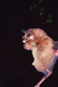 A photograph of a, arcuate horseshoe bat