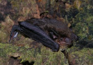 A photograph of an Argentine brown bat sitting among lichens and moss. 