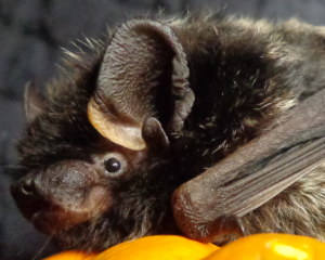 A photograph of a silver hair bat
