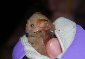 A photograph of the head and shoulders of a little white shouldered bat.