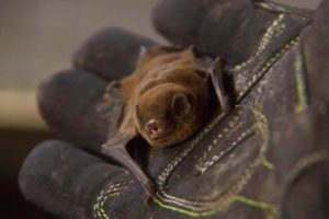 A photograph of a chocolate wattled bat in a gloved hand