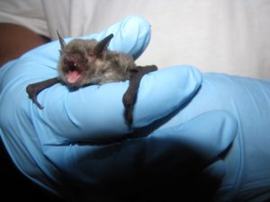 A phot of a gray bat held by a scientist. 