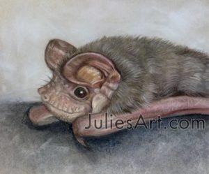 A pencil drawing of the face of a freetail bat by Julie Bossinger