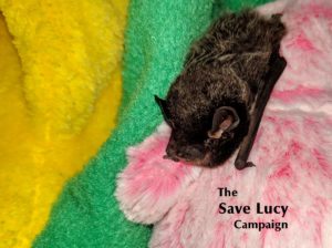 A photograph of a silver haired bat, number 2019-19, resting comfortably at Save Lucy Campaign headquarters. 