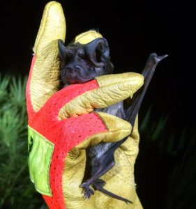A photograph of a Florida bonneted bat held in a gloved hand
