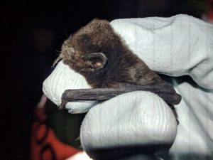 A photograph of a New Zealand Long Tailed bat, by the amazing Nils Bouillard of The Big Bat Year. 