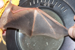 A photograph of an outstretched bat wing.