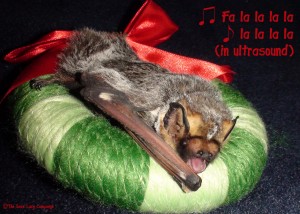 Jorge the hoary bat
