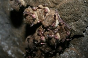 hibernating northern long ear bats