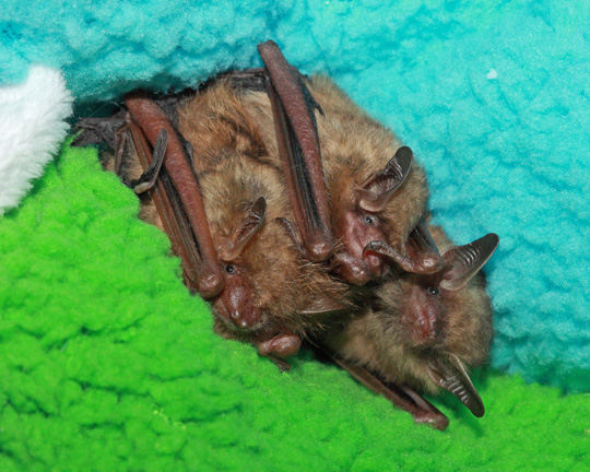 Three tricolored bats snuggle together