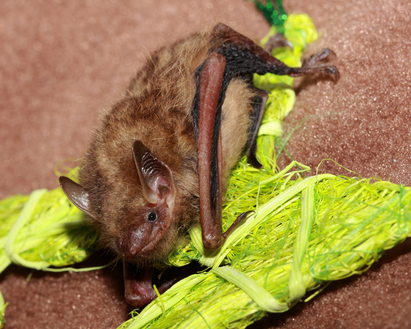 A picture of Tinybat, a tricolored bat