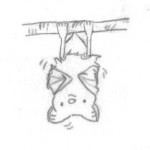 Acute drawing of a shivering bat