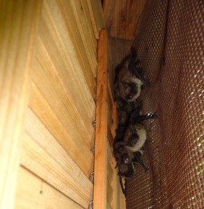 A small colony of big brown bats