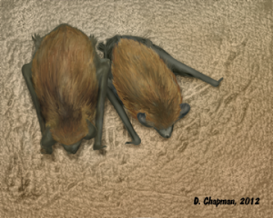 2 hibernating bats