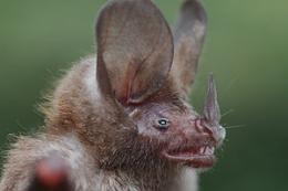 A photo of a spear nosed bat from St. Vincent