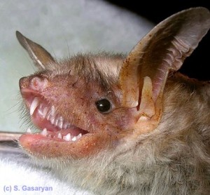 A lesser mouse eared bat from Russia