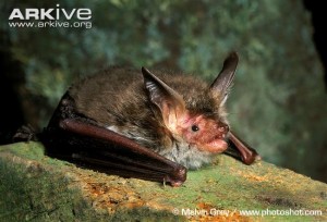 A picture of a Bechstein bat from Russia