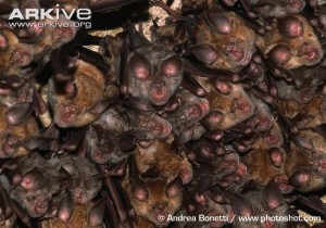A picture if Mediterranean Hoeseshoe bats from Russia
