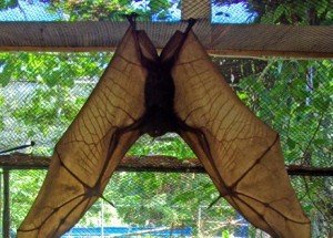a photo of a giant golden crowned fruit bat