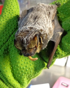 A photograph of a young hoary bat