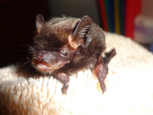 A photograph of udy the silver haired bat