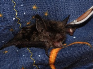A photo of a little brown bat