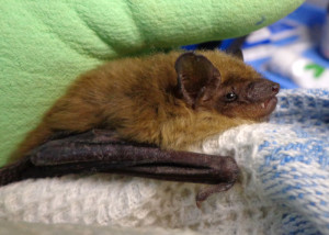 A photograph of a big brown bat just after rescue