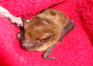 A photograph of the same bat taken the next day; looking better