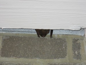A big brown bat hiding under trim