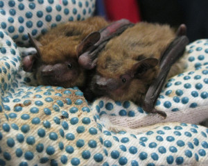 A photograph of two big brown bats just before release