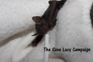 A caring person rescued this tiny tricolored pup. That he existed at all is proof that some of our tricolored bats are still reproducing, even though they are rapidly disappearing because of WNS.