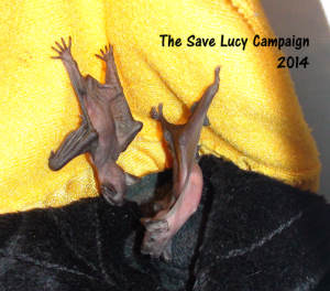 A photograph of two very young big brown bat pups.