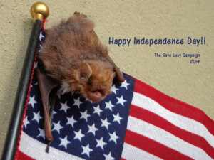 A photograph of a juvenile red bat with an American flag.