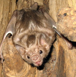 A photograph of a white-winged vampire bat.