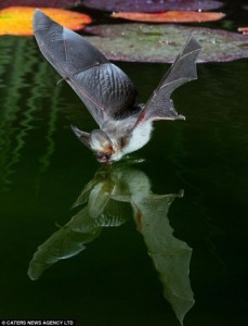 A photograph of a bat drinking water from a pond