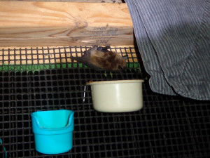 A photo of a juvenile big brown bat at a feeding station in the flight cage.