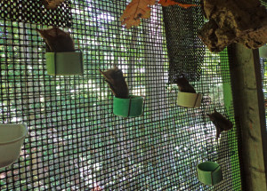A photograph of juvenile red bats eating from cage cups