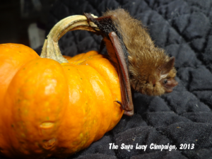 a tricolored bat on a mini pumpkin